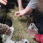 phoca_thumb_m_krlci a zajci 3 Fotogalerie